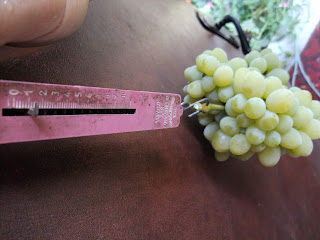 Та же гроздь сорта Плевен(Августин) в 1,2 кг