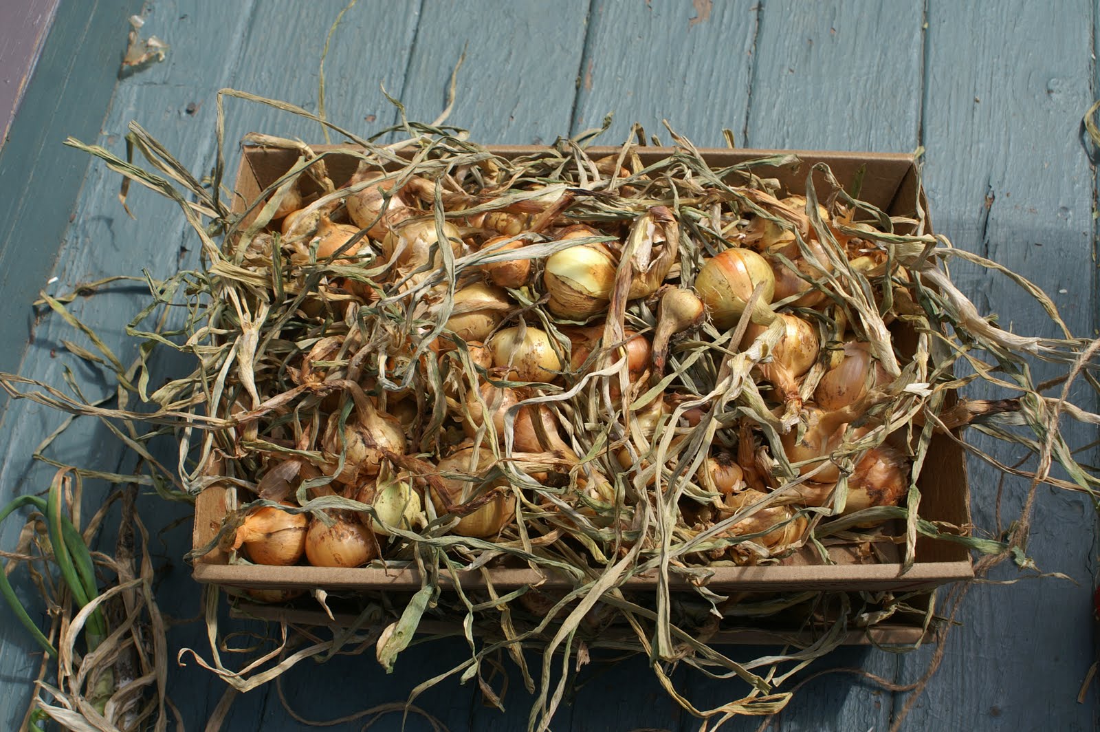 greens and jeans How to String Onions