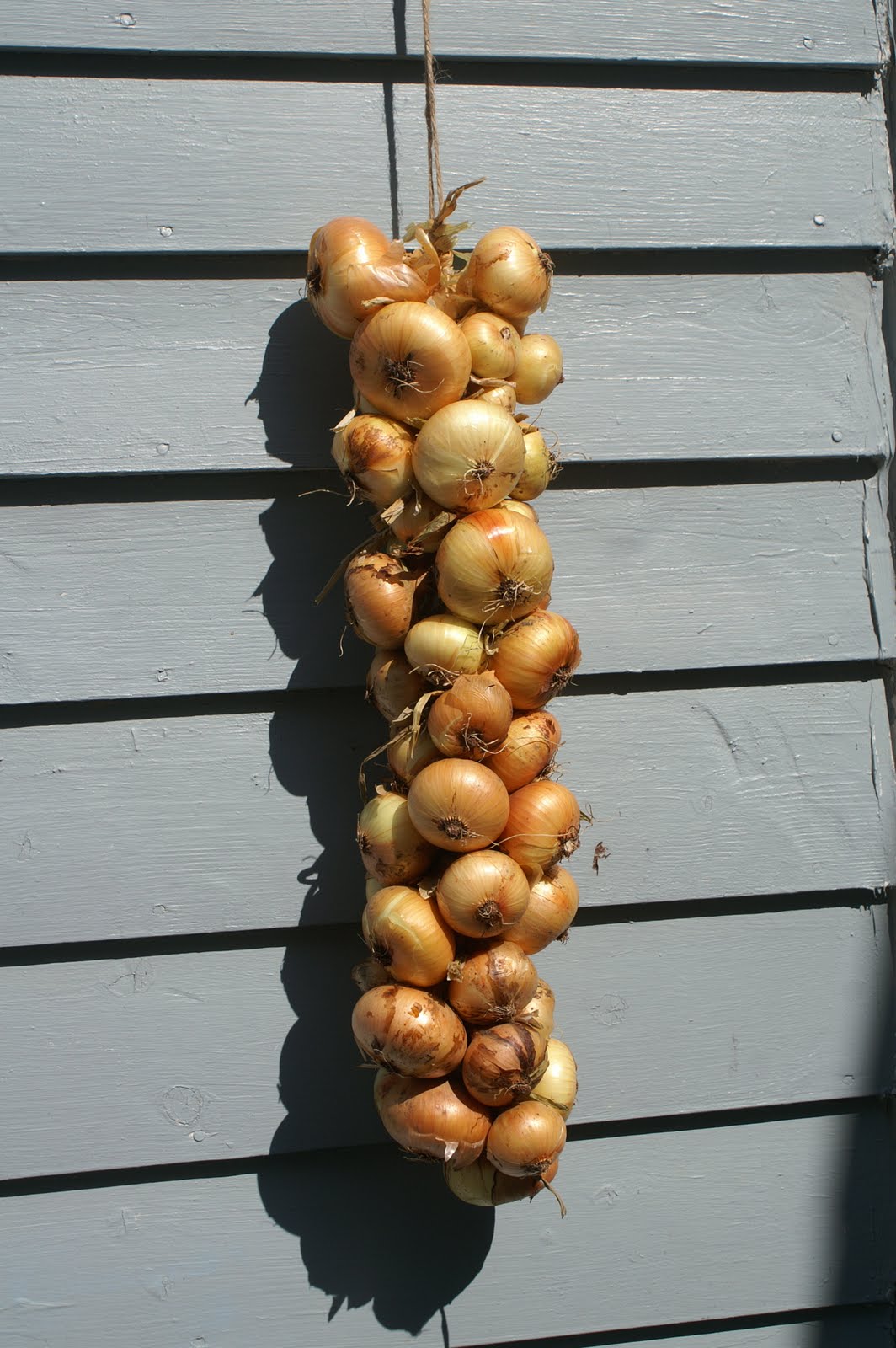 greens and jeans How to String Onions