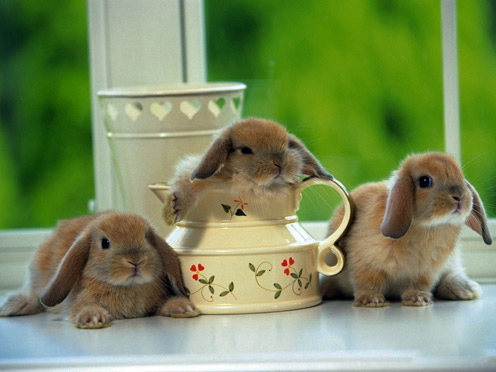 Rabbit Bowling