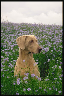 breed dog dogs poodle