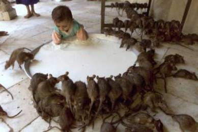 [ratas.jpg]