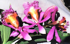 Orquidia de Huachocolpa - Tayacaja