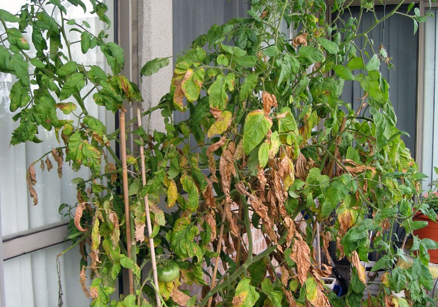 My Balcony Jungle Death of a Tomato Plant My Balcony Jungle Death of a Tomato Plant