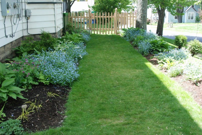 Our Garden Journal The Comeback Kids Dwarf Cherry Laurel