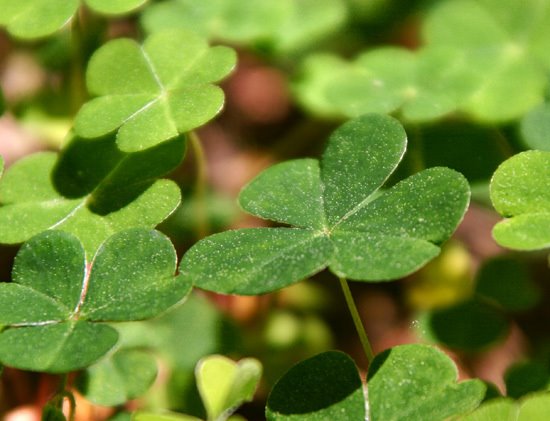 [st_patricks_day_shamrock.jpg]