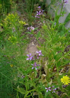 Future Plants By Randy Stewart Forsythia