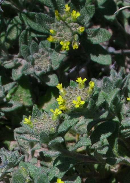 Heidi Horticulture Black Scale On Purple Leaf Sand Cherry Prunus