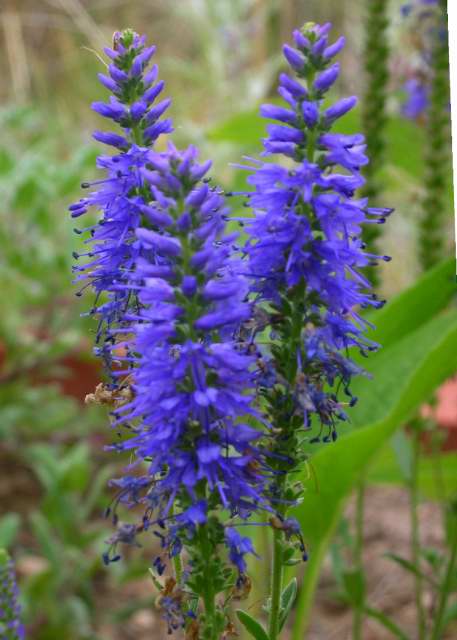 Nature Abhors a Garden: Veronica &lsquo;Goodness Grows&rsquo;