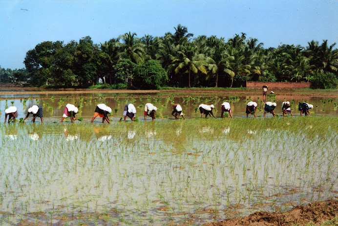 Njattuvela(Trikkulam, Chemmad)