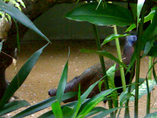 Great Argus Pheasant