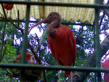 Scarlet Ibis