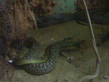 Flavoviridis Green Pit Viper