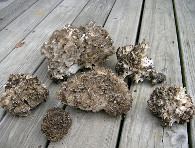 sheepshead mushrooms head ram oak trees grow scientific maitake hen woods grifola frondosa its