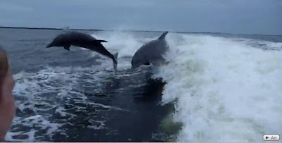 海豚對撞 - 海豚對撞影片 Dolphin Collision
