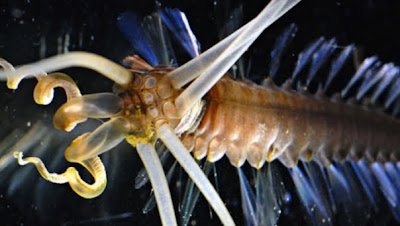 烏賊蠕蟲 - 烏賊蠕蟲 squidworm