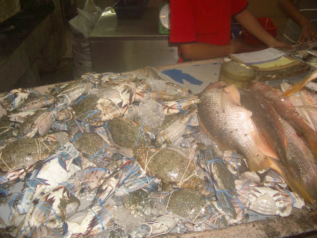 [Resize+of+IMGP8797.JPG]