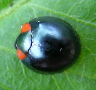 blue ladybug