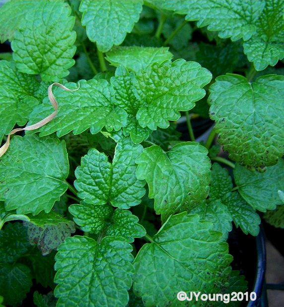 South African Photographs Medicinal herbs part 1