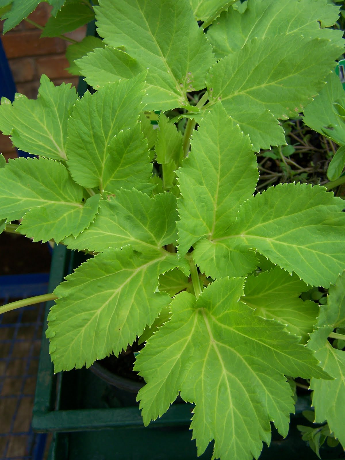 South African Photographs Medicinal Herbs Part 2