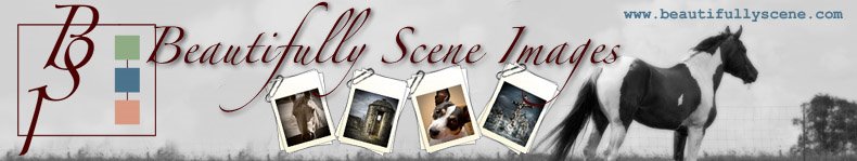 Portrait, Family, Senior, Pet, Horse, Wedding, Event Photographer for San Antonio Area