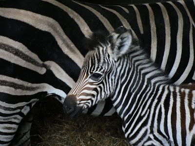 [Nouvelle présentation] Ce n'était donc pas ça... Bb+zebre+036