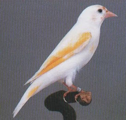 PINTASSILGOS