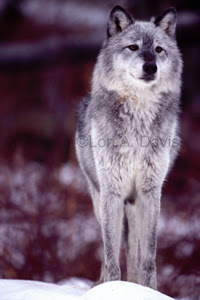 Images, Imaginations and Inspiration: 12/1/10 - 1/1/11