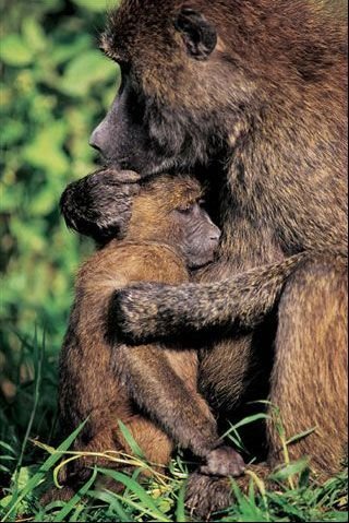 [monkey2.bmp]