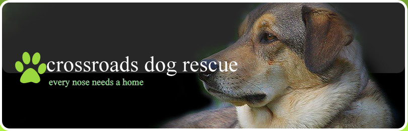 crossroads dog rescue