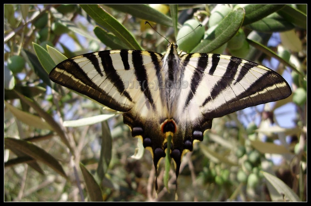 [BORBOLETA.jpg]