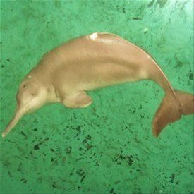 [yangtze-river-dolphin-1847%5B4%5D.jpg]