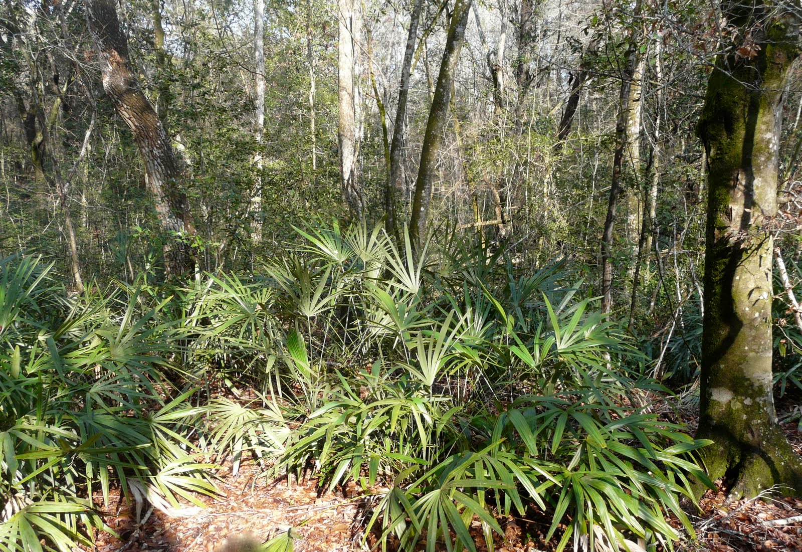 Florida's Wild Panhandle A Photo Essay