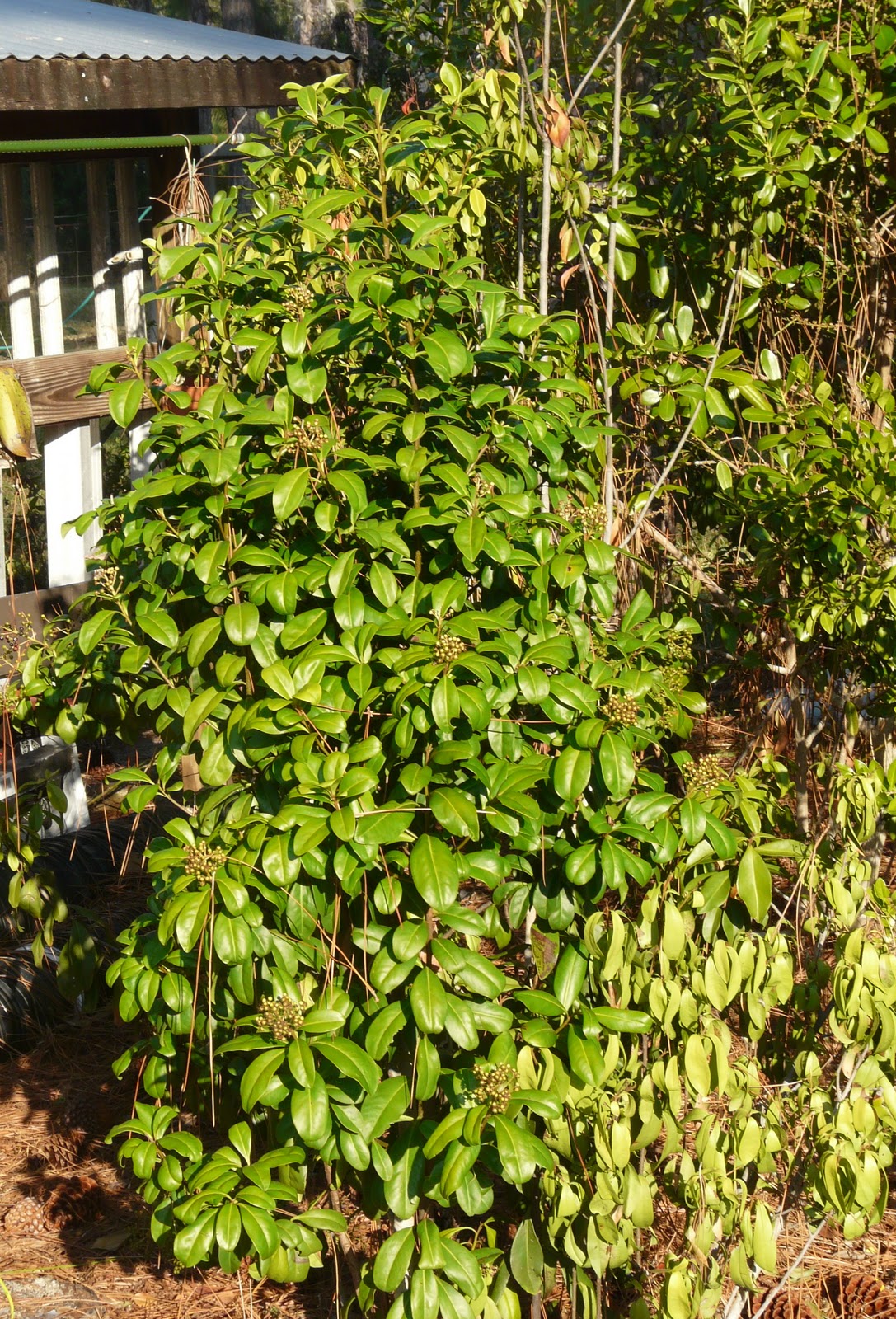 Florida Native Plant Society Blog A Plant for All Reasons