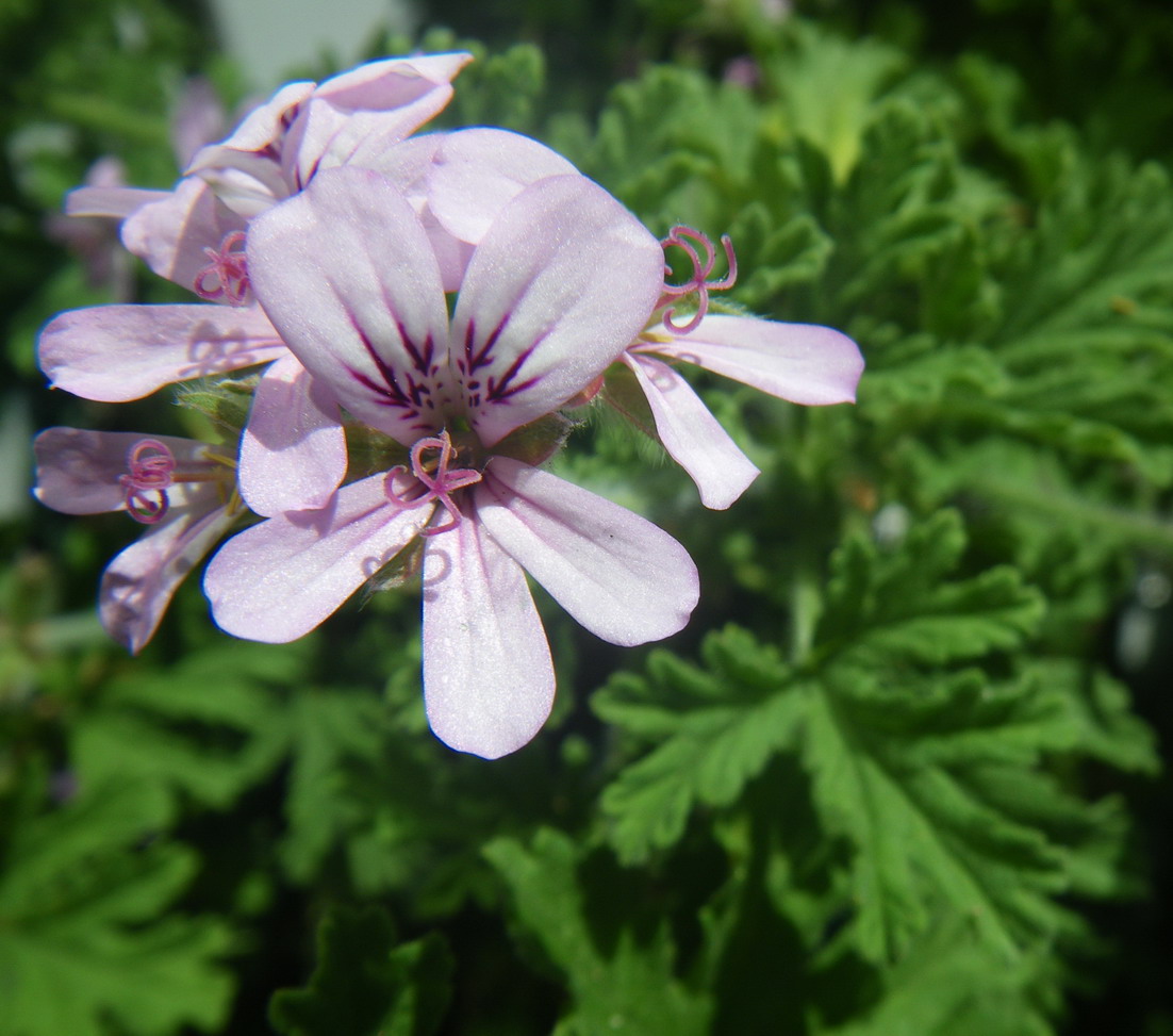 Scented Leaf Pelargoniumflavoured blackberry apple pie