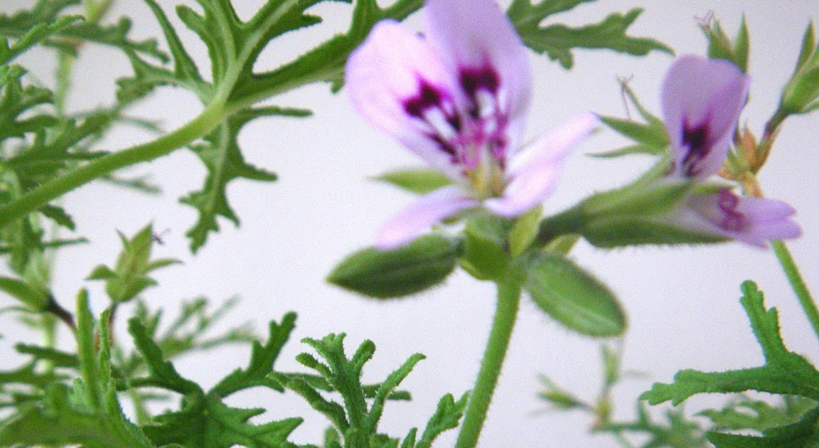 Scented Leaf to Scented Leaf