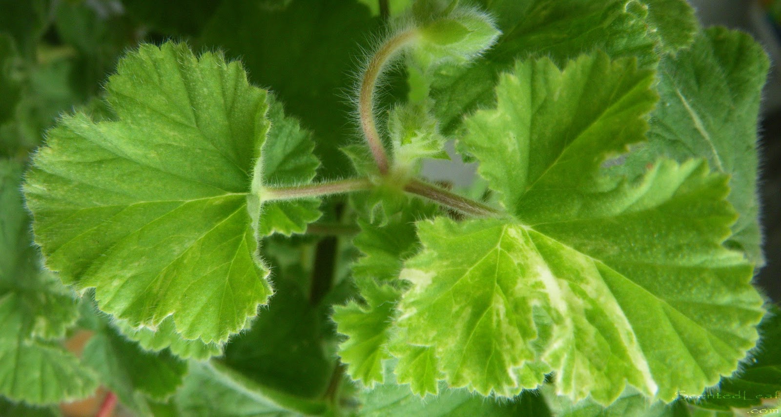 Scented leaf atomic snowflake the showy scented pelargonium with Scented leaf atomic snowflake the showy scented pelargonium with