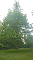 Oak tree in Shakespeare Garden, Stanley Park, Vancouver