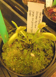 Dionaea Big Jaws