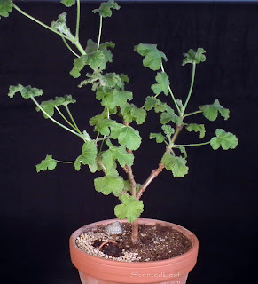 Miniature living pelargonium bonsai Snowflake with one root exposed