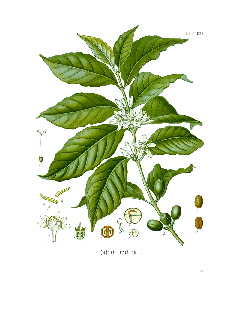 coffee plant