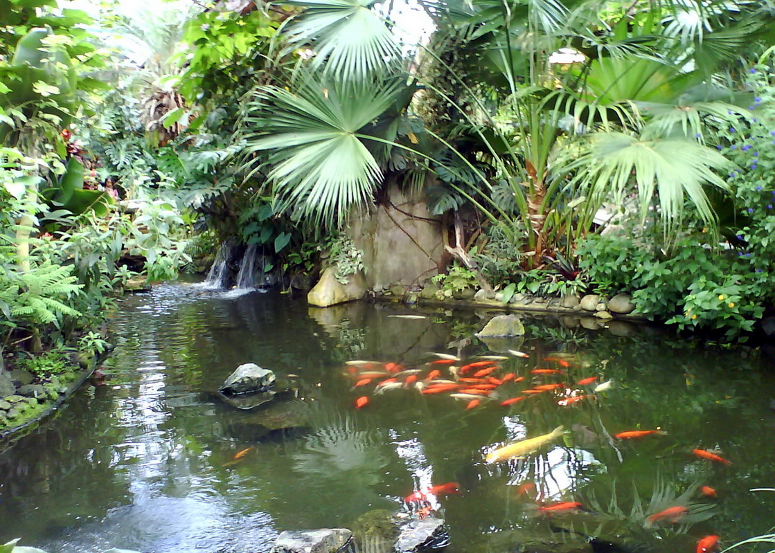 Butterflies Of Singapore Favourite Nectaring Plants 3