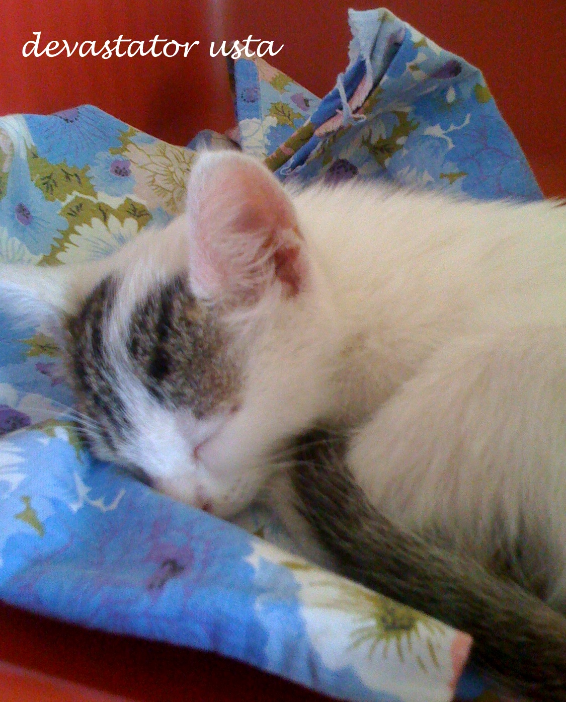 Tatlı Masum Bir Kedi Iki Kopru Arasi Cumleler
