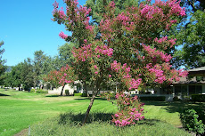 Crepe Myrtle Tree