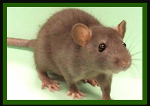 Rat