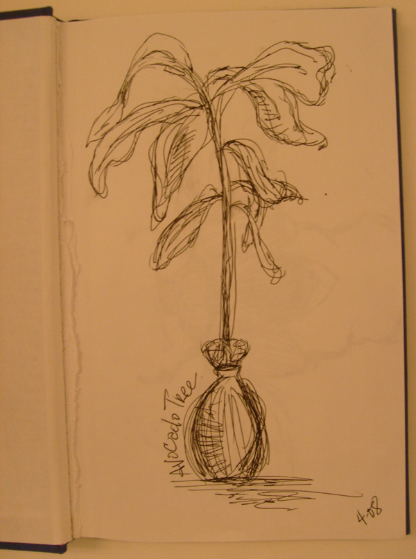 [sketch_avocado-tree.jpg]