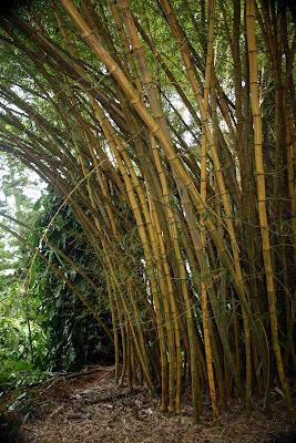 50 Trees For Hawaii S 50 Years Golden Bamboo At Wahiawa Botanical