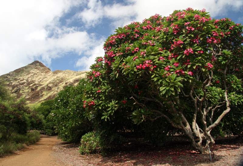 50 Trees for Hawaii's 50 Years PLUMERIAS at Koko Crater Botanical Garden