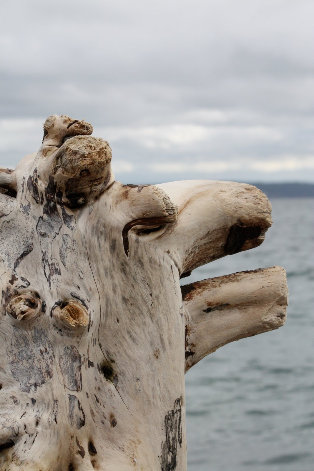 Beverly Ash Gilbert Driftwood