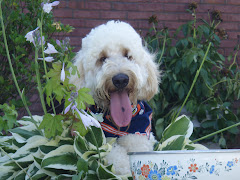 Kinsley - 1yr Goldendoodle